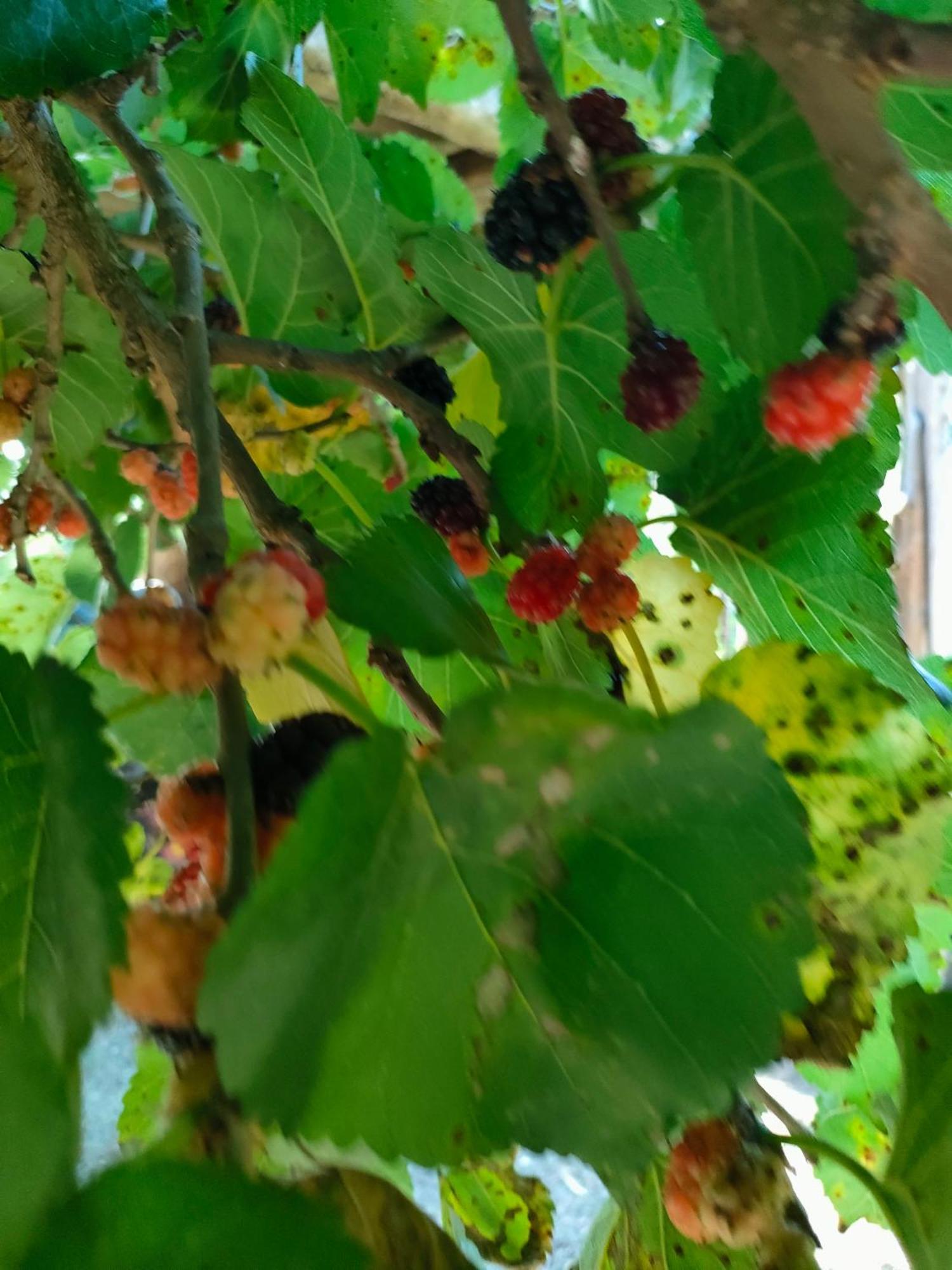 CastelvetranoLa Finestra Sul Limone住宿加早餐旅馆 外观 照片